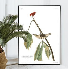 Load image into Gallery viewer, Louisiana Water Thrush Print by John Audubon