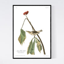 Load image into Gallery viewer, Louisiana Water Thrush Print by John Audubon