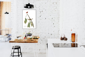 Louisiana Water Thrush Print by John Audubon