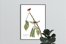 Load image into Gallery viewer, Louisiana Water Thrush Print by John Audubon