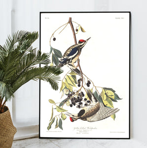 Yellow Bellied Woodpecker Print by John Audubon