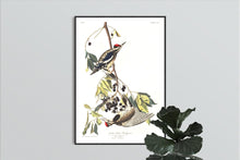 Load image into Gallery viewer, Yellow Bellied Woodpecker Print by John Audubon