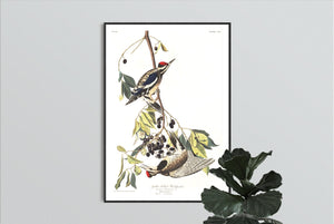 Yellow Bellied Woodpecker Print by John Audubon