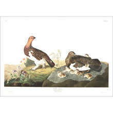 Load image into Gallery viewer, Willow Grous Print by John Audubon