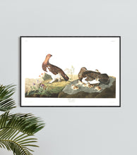 Load image into Gallery viewer, Willow Grous Print by John Audubon