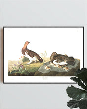 Load image into Gallery viewer, Willow Grous Print by John Audubon