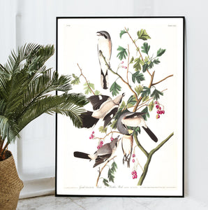 Great Cinereous Shrike or Butcher Bird Print by John Audubon