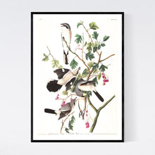 Load image into Gallery viewer, Great Cinereous Shrike or Butcher Bird Print by John Audubon