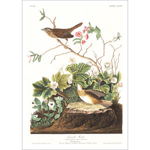 Lincoln Finch Print by John Audubon