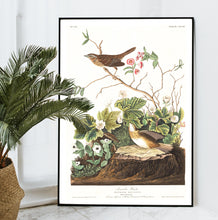Load image into Gallery viewer, Lincoln Finch Print by John Audubon