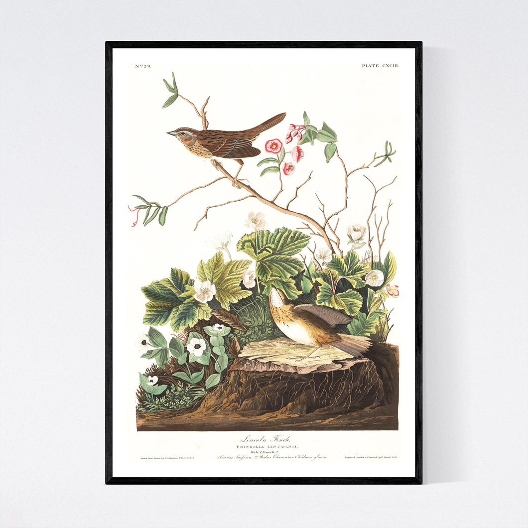 Lincoln Finch Print by John Audubon