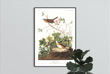 Load image into Gallery viewer, Lincoln Finch Print by John Audubon