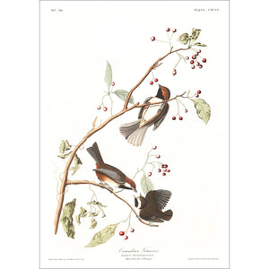 Canadian Titmouse Print by John Audubon