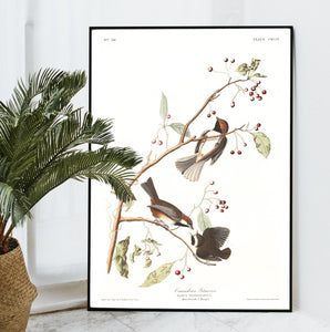 Canadian Titmouse Print by John Audubon