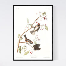 Load image into Gallery viewer, Canadian Titmouse Print by John Audubon