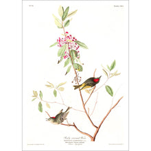 Load image into Gallery viewer, Ruby Crowned Wren Print by John Audubon