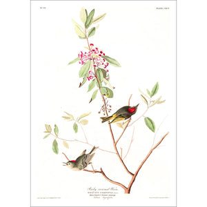 Ruby Crowned Wren Print by John Audubon
