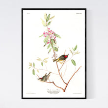 Load image into Gallery viewer, Ruby Crowned Wren Print by John Audubon