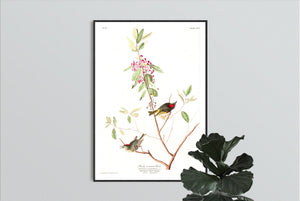 Ruby Crowned Wren Print by John Audubon
