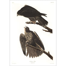 Load image into Gallery viewer, Labrador Falcon Print by John Audubon