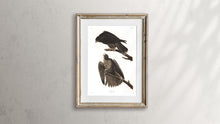 Load image into Gallery viewer, Labrador Falcon Print by John Audubon