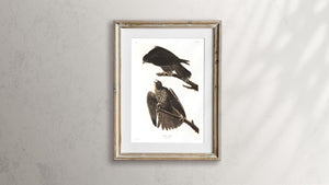 Labrador Falcon Print by John Audubon