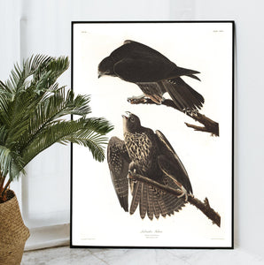 Labrador Falcon Print by John Audubon