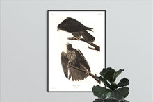 Load image into Gallery viewer, Labrador Falcon Print by John Audubon