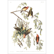 Load image into Gallery viewer, American Crossbill Print by John Audubon