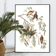 Load image into Gallery viewer, American Crossbill Print by John Audubon