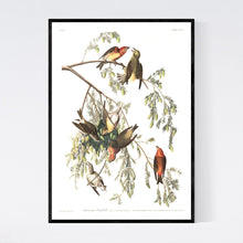 Load image into Gallery viewer, American Crossbill Print by John Audubon