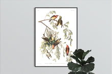 Load image into Gallery viewer, American Crossbill Print by John Audubon