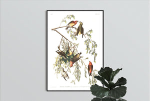 American Crossbill Print by John Audubon