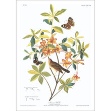 Load image into Gallery viewer, Swainson&#39;s Warbler Print by John Audubon