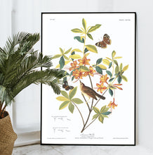 Load image into Gallery viewer, Swainson&#39;s Warbler Print by John Audubon