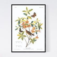 Load image into Gallery viewer, Swainson&#39;s Warbler Print by John Audubon