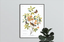 Load image into Gallery viewer, Swainson&#39;s Warbler Print by John Audubon
