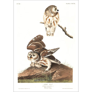 Little Owl Print by John Audubon