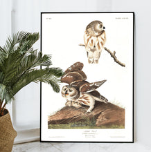 Load image into Gallery viewer, Little Owl Print by John Audubon