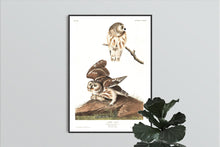 Load image into Gallery viewer, Little Owl Print by John Audubon