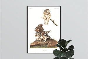 Little Owl Print by John Audubon
