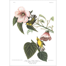 Load image into Gallery viewer, Blue Winged Yellow Warbler Print by John Audubon