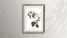 Load image into Gallery viewer, Blue Winged Yellow Warbler Print by John Audubon