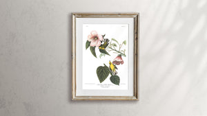 Blue Winged Yellow Warbler Print by John Audubon