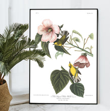 Load image into Gallery viewer, Blue Winged Yellow Warbler Print by John Audubon