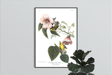 Load image into Gallery viewer, Blue Winged Yellow Warbler Print by John Audubon
