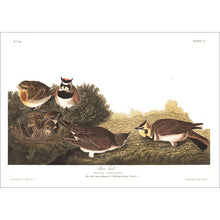Load image into Gallery viewer, Shore Lark Print by John Audubon