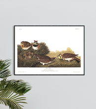 Load image into Gallery viewer, Shore Lark Print by John Audubon