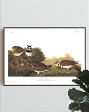 Load image into Gallery viewer, Shore Lark Print by John Audubon
