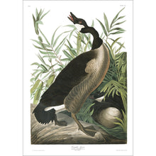 Load image into Gallery viewer, Canada Goose Print by John Audubon